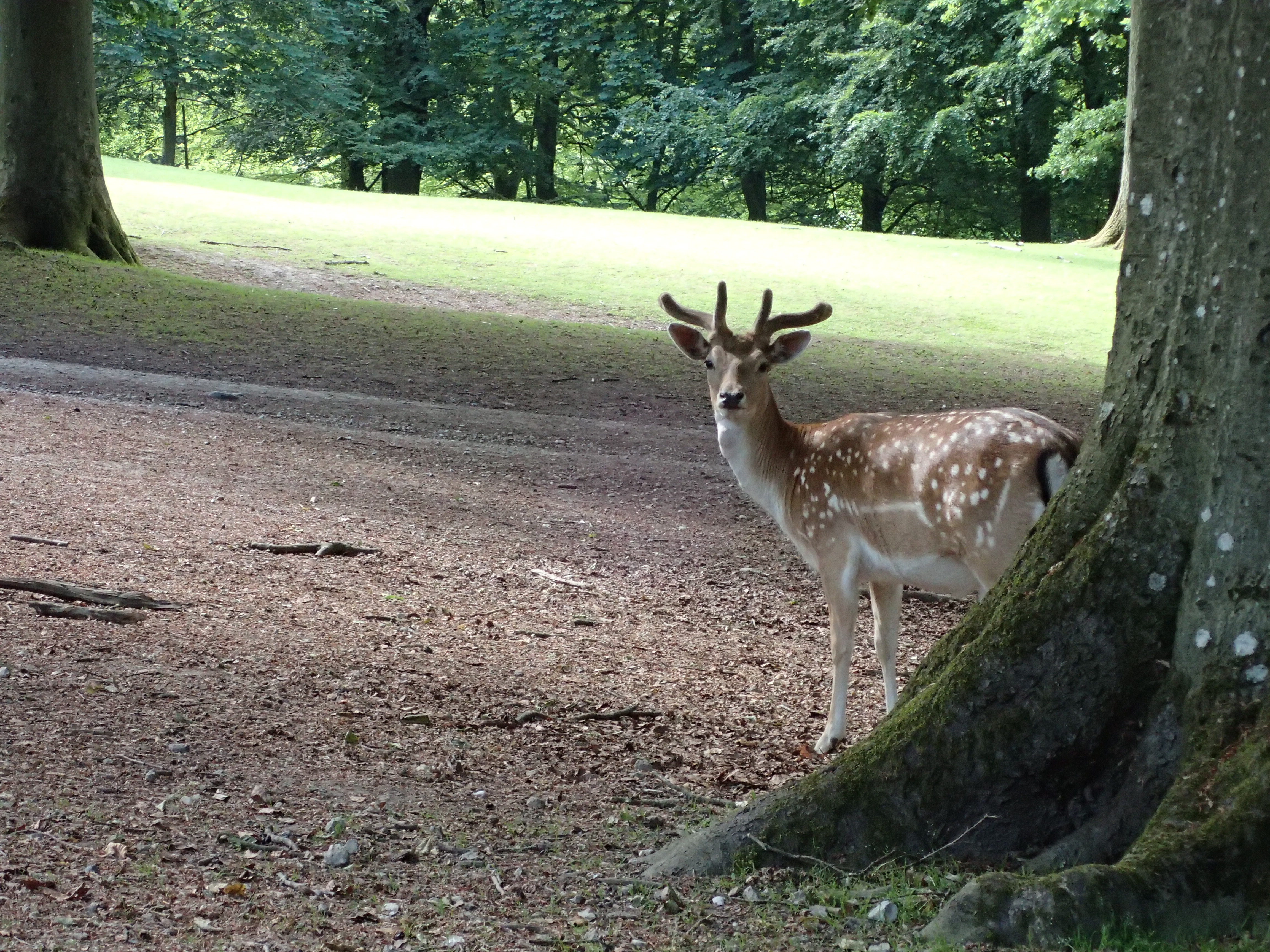 Marselisborg Dyrehave