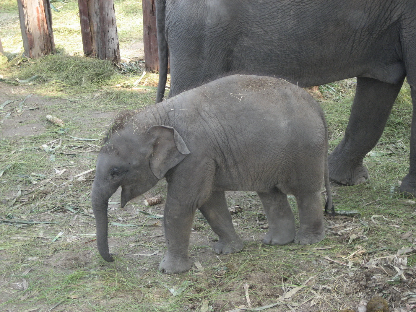 Elephantstay Ayutthaya