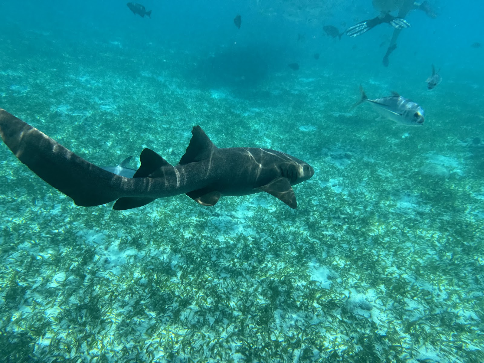 Shark Ray Alley