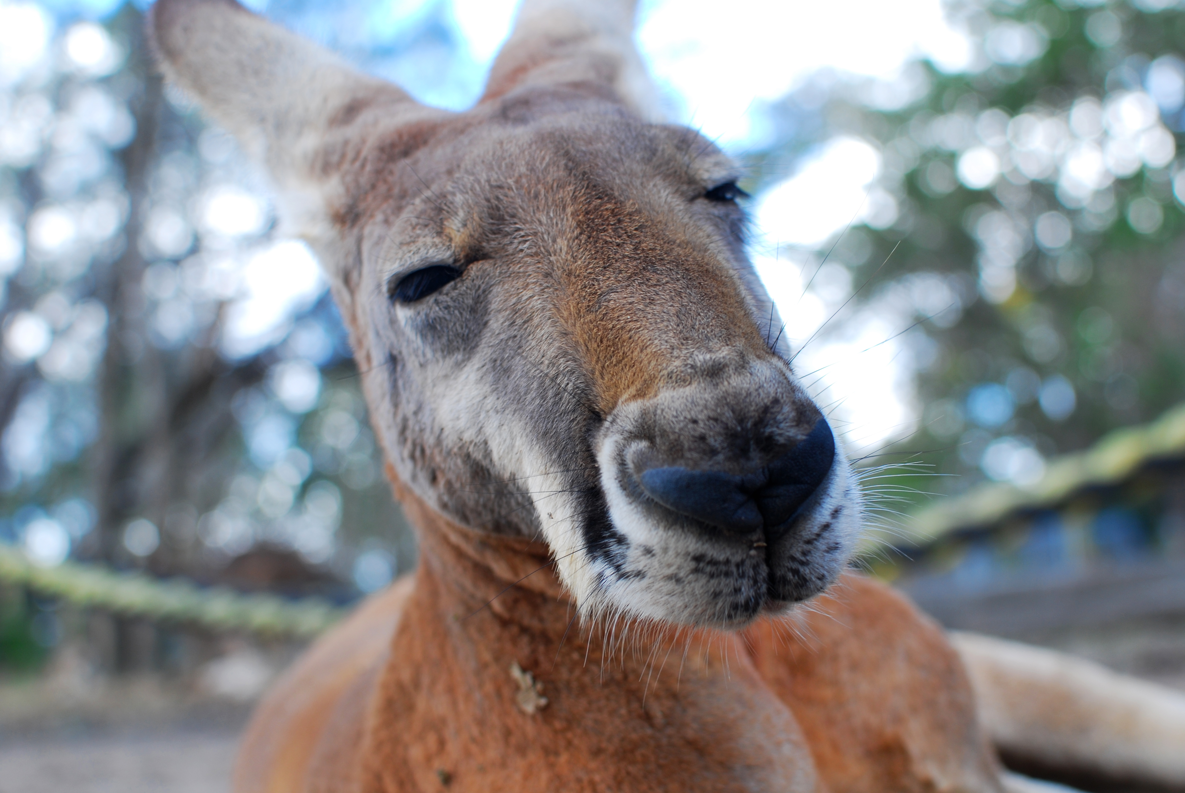 Lone Pine Koala Sanctuary