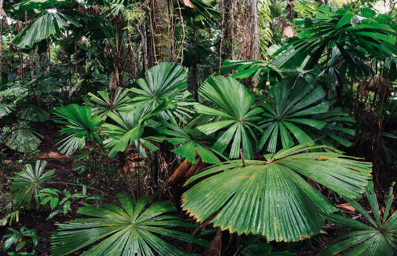 Daintree Wilderness Lodge