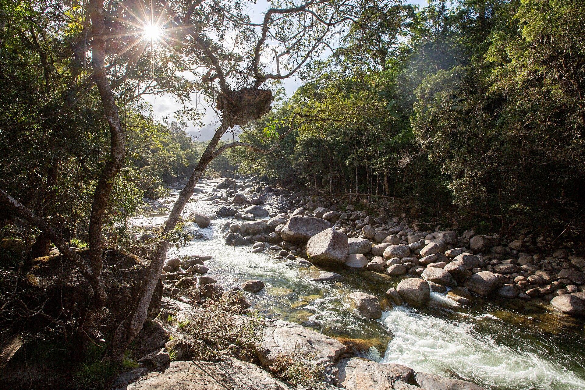 Daintree: Mossman Gorge e Cape Tribulation