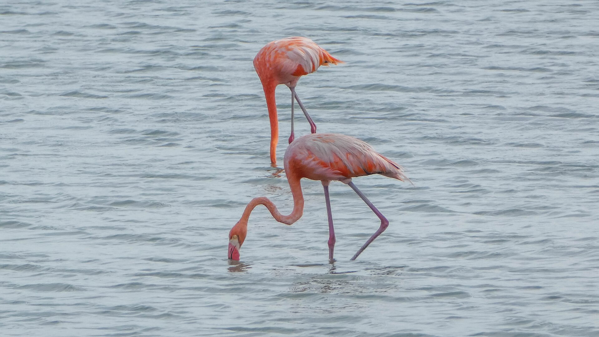 Flamingos de Jan Kok