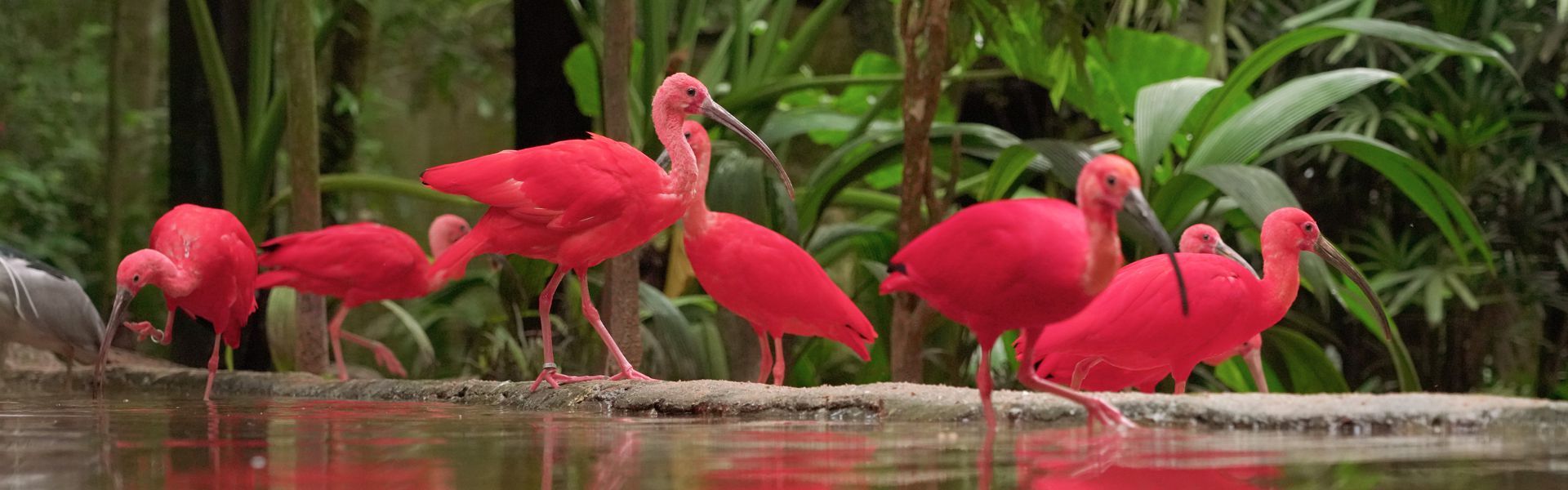 Parque das Aves
