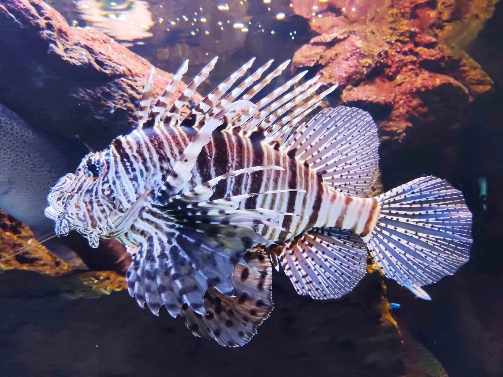 Acuario de Gijón