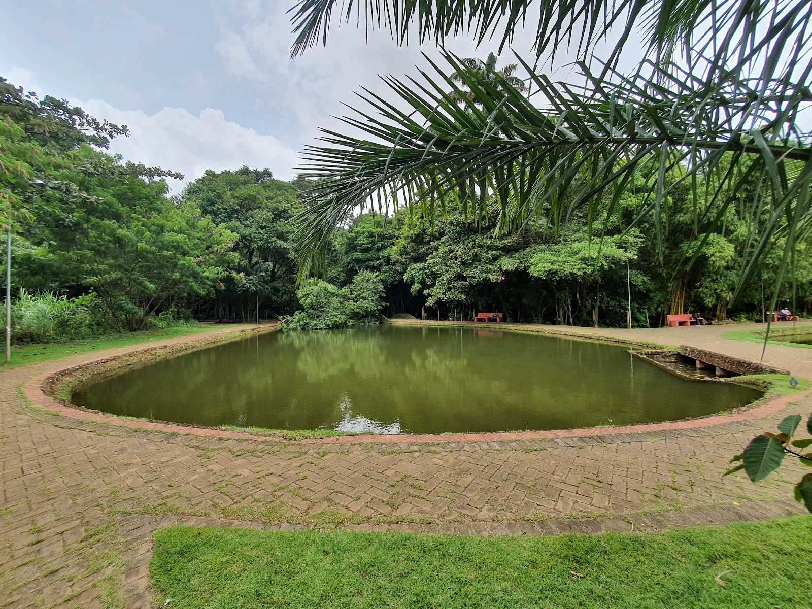 Bosque dos Buritis