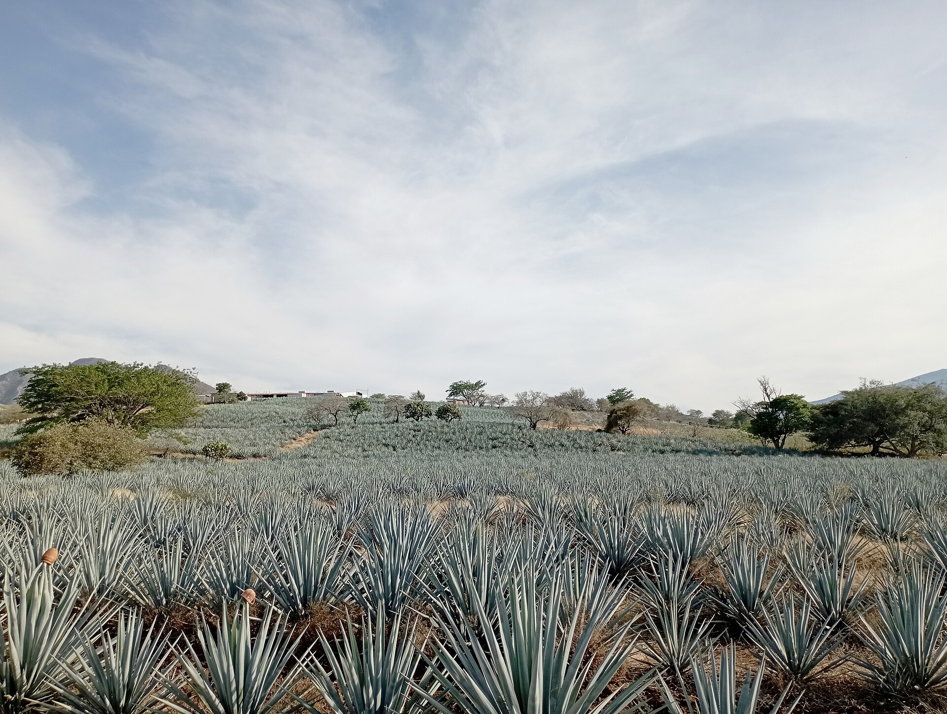 Paisagem agaveira de Tequila