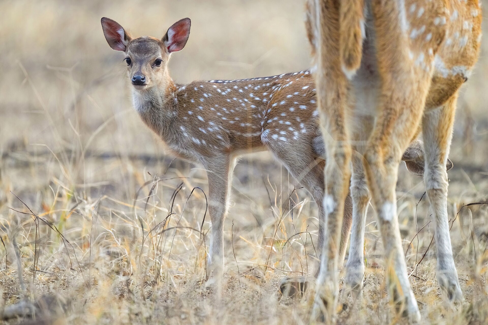 Parque Nacional de Ranthambore