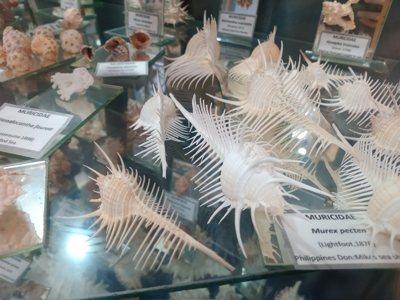 Jeffreys Bay Shell Museum