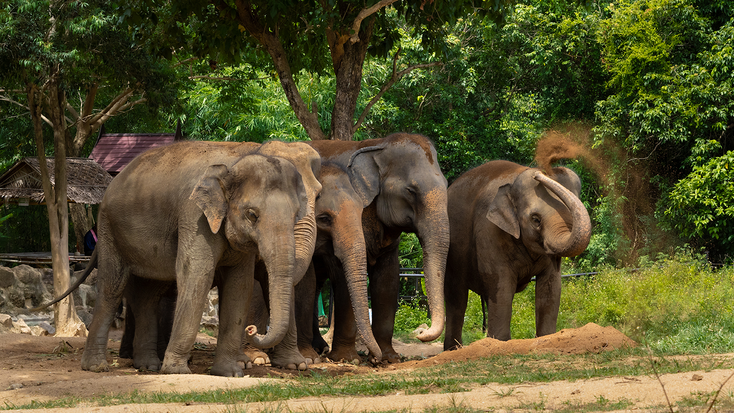 Samui Elephant Haven