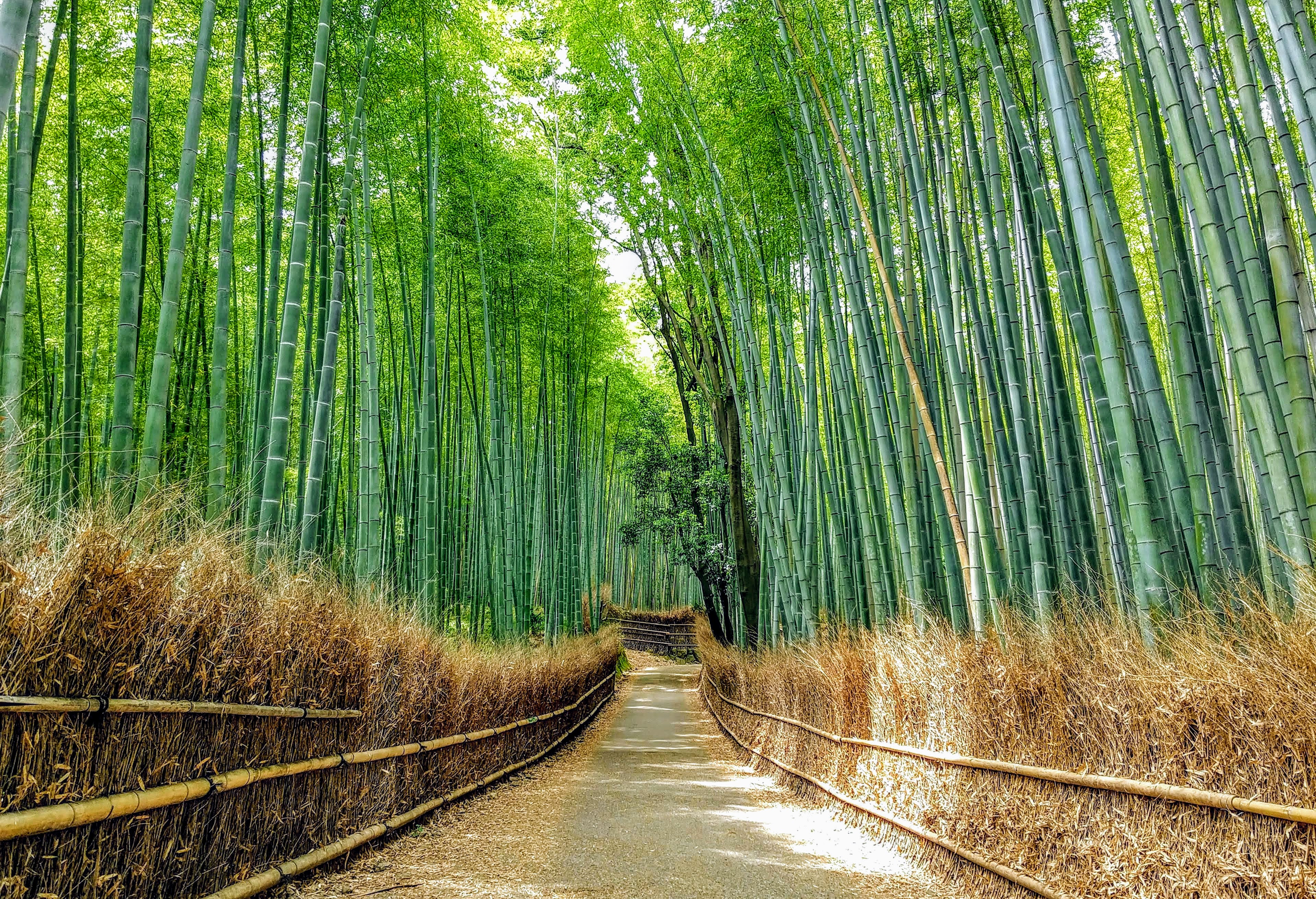 Bosque de Bambu de Arashiyama