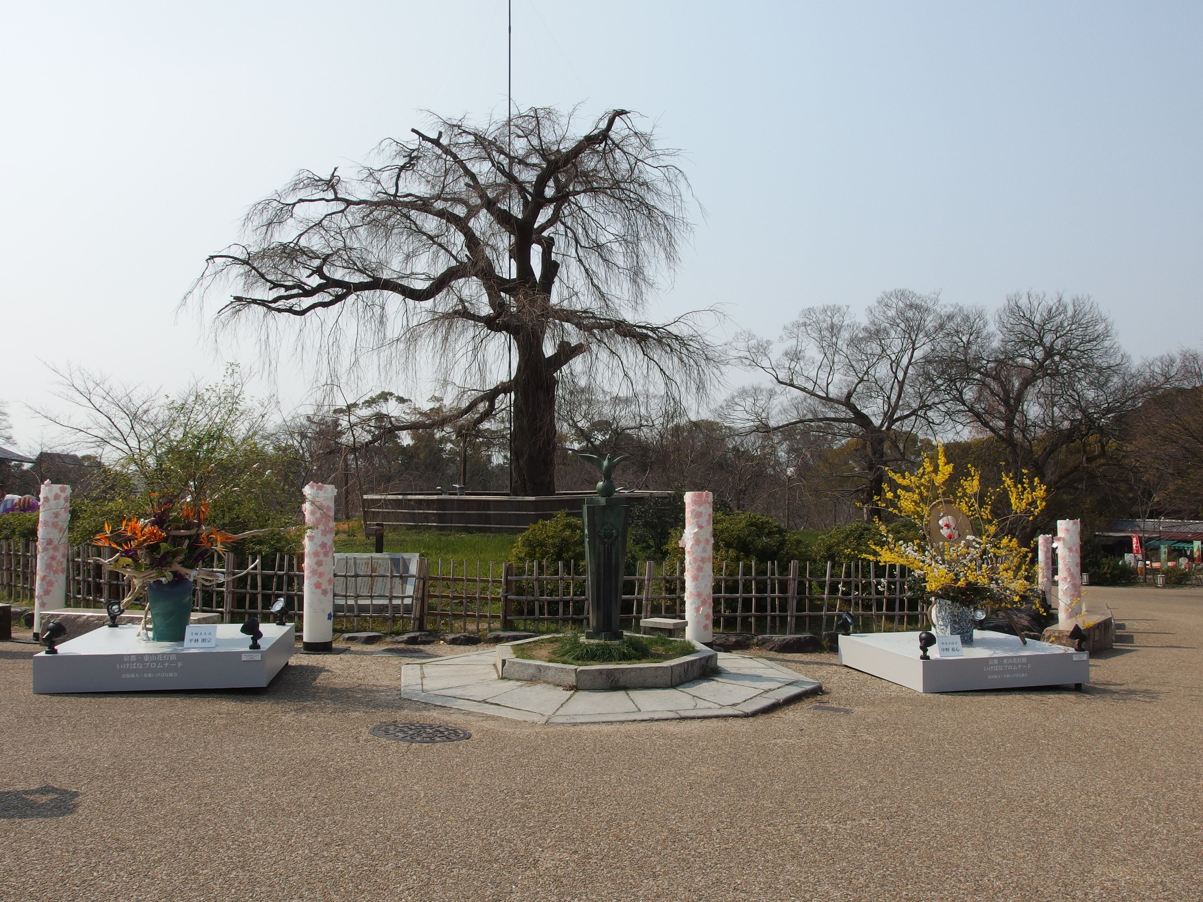 Parque Maruyama e a cerejeira chorona
