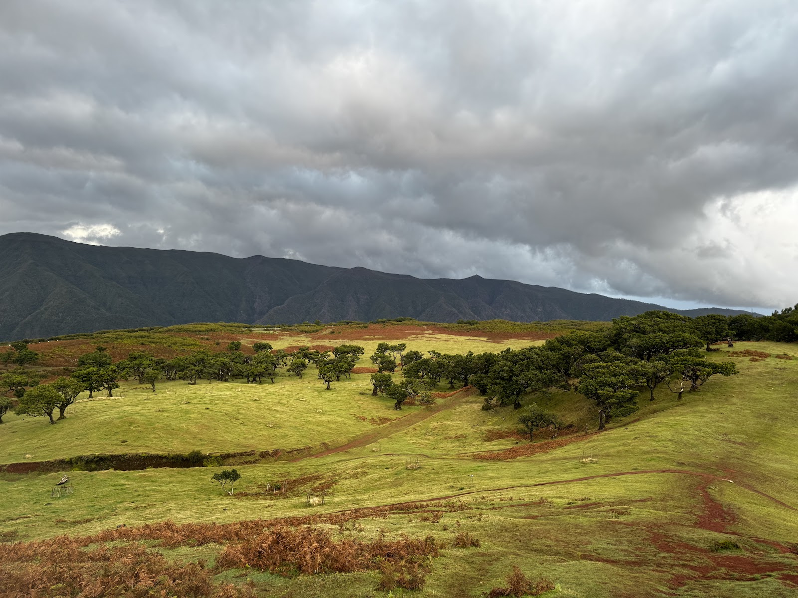 Floresta do Fanal