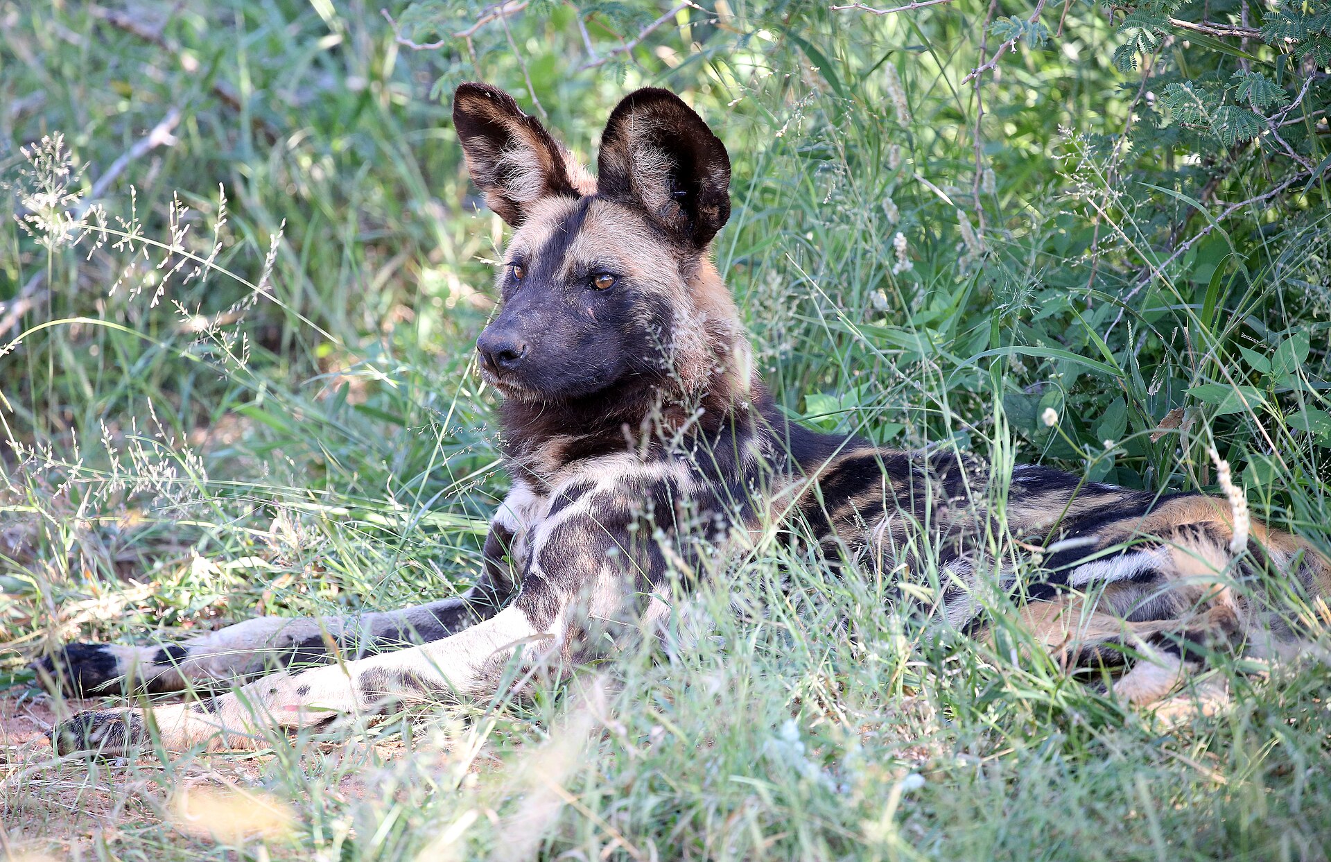 Madikwe Game Reserve