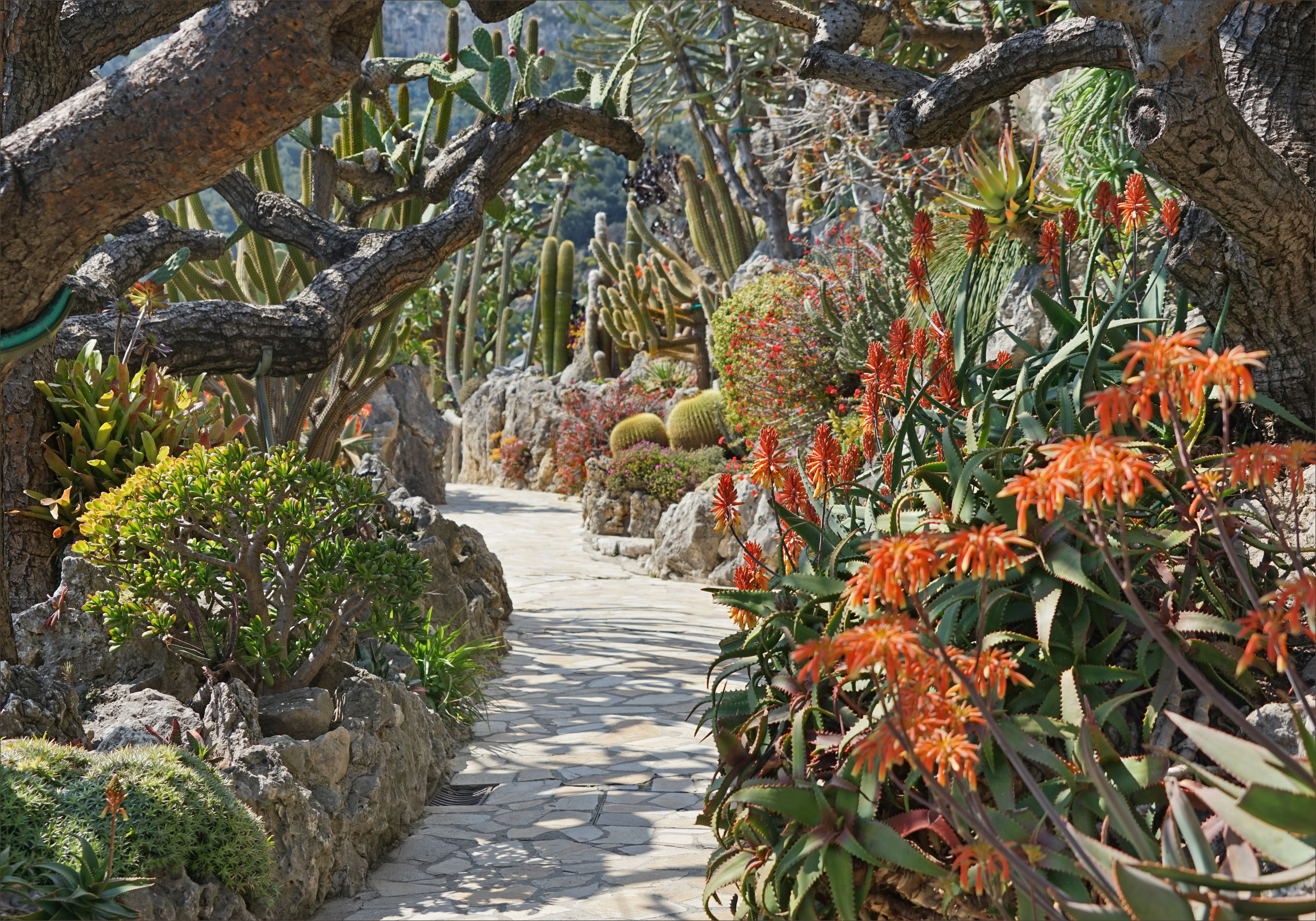 Jardim Exótico de Mônaco