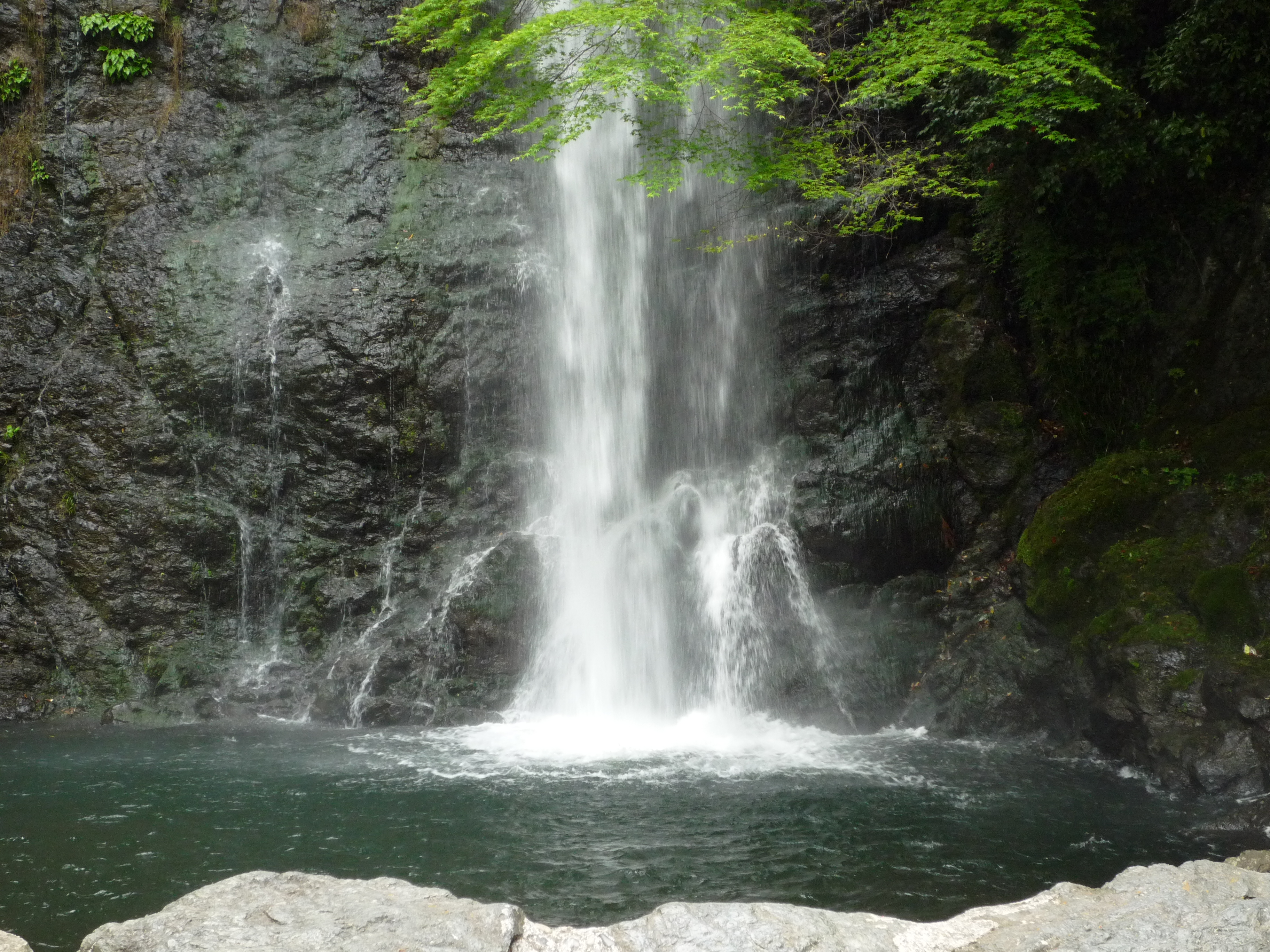 Parque Minoh, a cachoeira e a folha de bordo frita