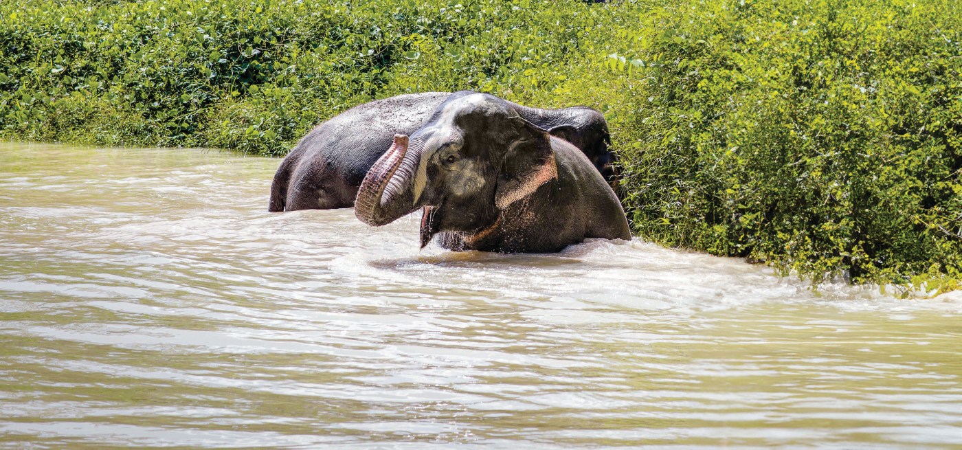 Santuário de Elefantes de Phuket