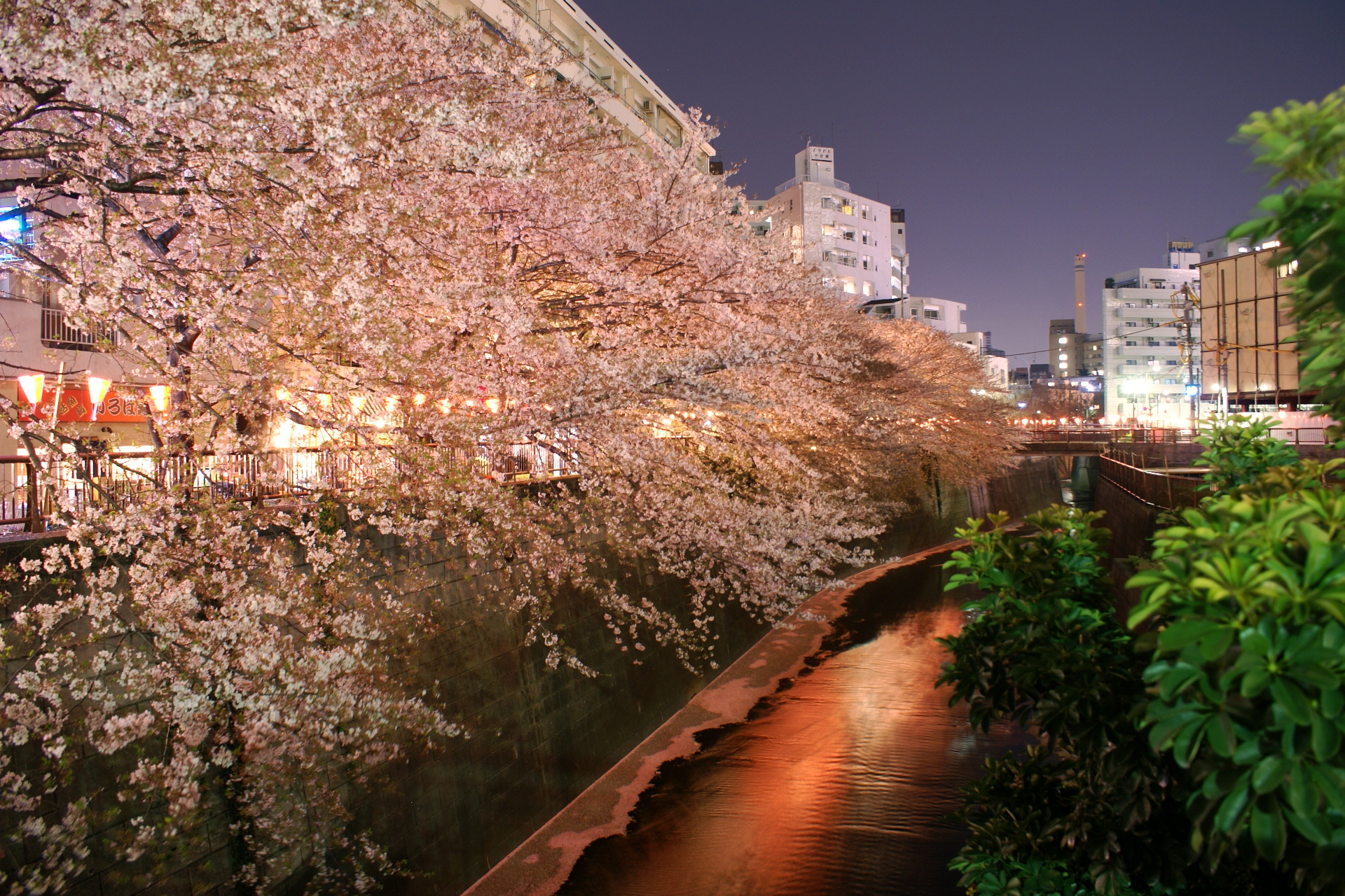 Nakameguro e o canal das cerejeiras