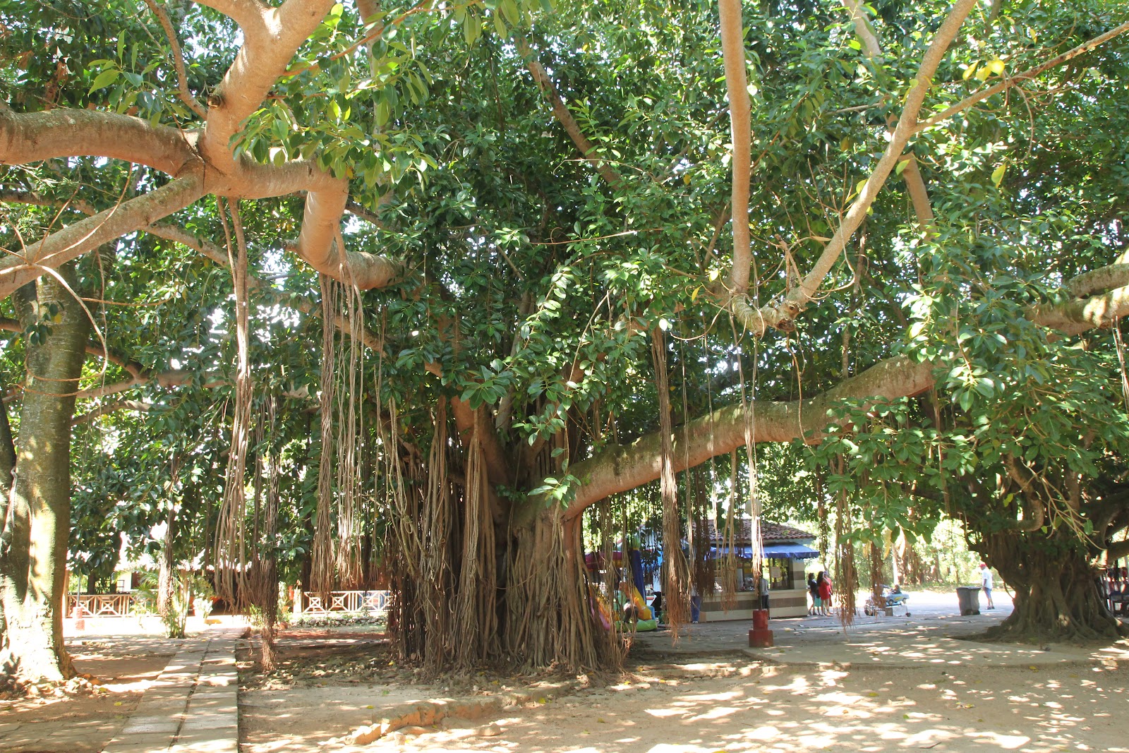 Cuevas de Bellamar